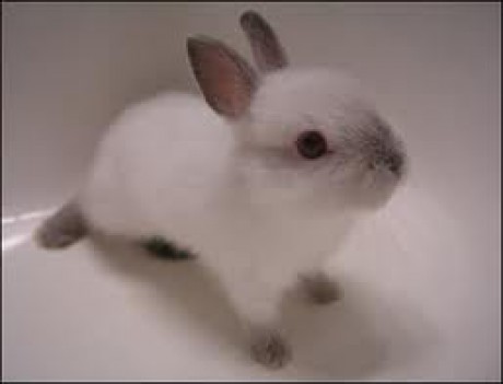 biely zajac