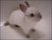 biely zajac